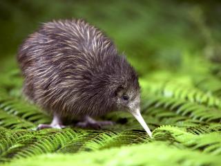 Cruise-Kiwi